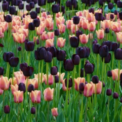 Tulip Collection 'Night & Day' -UK Garden Plants Shop collection foxx queen night 1