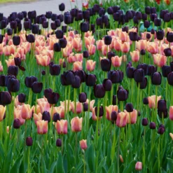 Tulip Collection 'Night & Day' -UK Garden Plants Shop collection foxx queen night 2