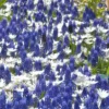 Collection 'Sir Bobby' -UK Garden Plants Shop collection muscari white splendour 1