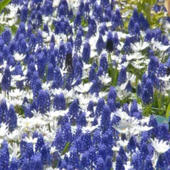 Collection 'Sir Bobby'