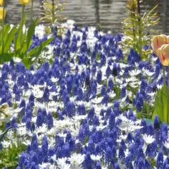 Collection 'Sir Bobby' -UK Garden Plants Shop collection muscari white splendour 2