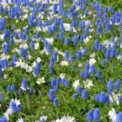 Collection 'Sir Bobby' -UK Garden Plants Shop collection muscari white splendour 3