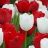 Tulip Collection 'Royal Style' -UK Garden Plants Shop collection red white tulips 1