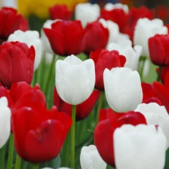 Tulip Collection 'Royal Style' -UK Garden Plants Shop collection red white tulips 2