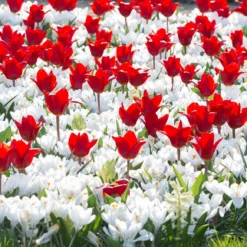 Collection 'Penny Lane' -UK Garden Plants Shop collection showwinner white crocus2