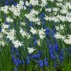 Collection 'Iced Splendour' -UK Garden Plants Shop collection thalia muscari 1