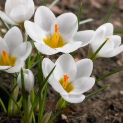 Crocus 'Ard Schenk'