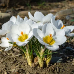 Crocus 'Ard Schenk' -UK Garden Plants Shop crocus ard schenk 02