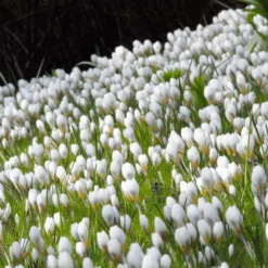 Crocus 'Ard Schenk' -UK Garden Plants Shop crocus ard schenk 3