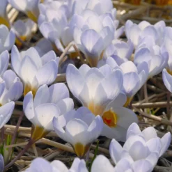 Crocus 'Blue Pearl' -UK Garden Plants Shop crocus blue pearl 4