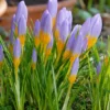 Crocus Sieberi 'Firefly' -UK Garden Plants Shop crocus firefly 1