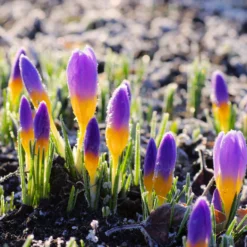 Crocus Sieberi 'Firefly' -UK Garden Plants Shop crocus firefly 1 6b3981c2 4029 4c88 947d c443f69d0d3b scaled
