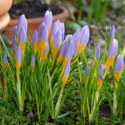 Crocus Sieberi 'Firefly' -UK Garden Plants Shop crocus firefly 2