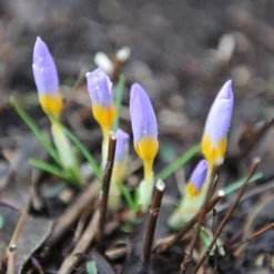 Crocus Sieberi 'Firefly' -UK Garden Plants Shop crocus firefly 2 5e128de0 252b 4154 a85b b7afb0774808 scaled