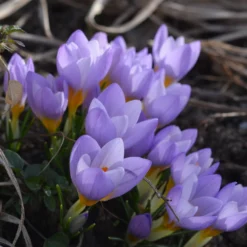 Crocus Sieberi 'Firefly' -UK Garden Plants Shop crocus firefly 3 5c4048fa 5ca2 4436 aff1 04e19145c32d scaled