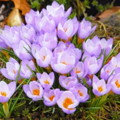 Crocus Sieberi 'Firefly' -UK Garden Plants Shop crocus firefly 4