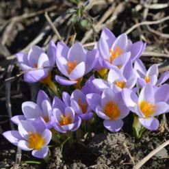 Crocus Sieberi 'Firefly' -UK Garden Plants Shop crocus firefly 4 796587b6 1836 48da 9937 5625336df351 scaled