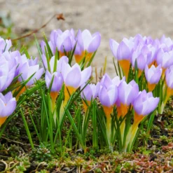 Crocus Sieberi 'Firefly' -UK Garden Plants Shop crocus firefly 5