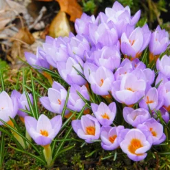Crocus Sieberi 'Firefly' -UK Garden Plants Shop crocus firefly 6