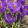 Crocus 'Flower Record' -UK Garden Plants Shop crocus flower record 0