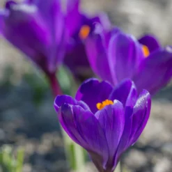 Crocus 'Flower Record' 14 Crocus 'Flower Record' -UK Garden Plants Shop crocus flower record 1