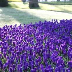 Crocus 'Flower Record' 20 Crocus 'Flower Record' -UK Garden Plants Shop crocus flower record 1 bb00c938 1f4b 43f0 838e f160ce5d3447