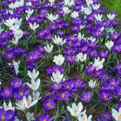 Crocus 'Flower Record' 16 Crocus 'Flower Record' -UK Garden Plants Shop crocus flower record 2
