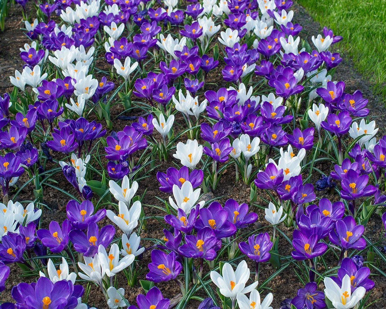 Crocus 'Flower Record' 7 Crocus 'Flower Record' - Image 5