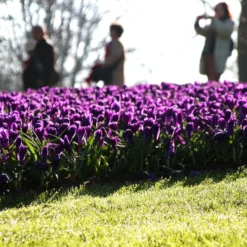 Crocus 'Flower Record' 21 Crocus 'Flower Record' -UK Garden Plants Shop crocus flower record 2 1e16093b a465 4a0e a6db 4721f6aa44d4