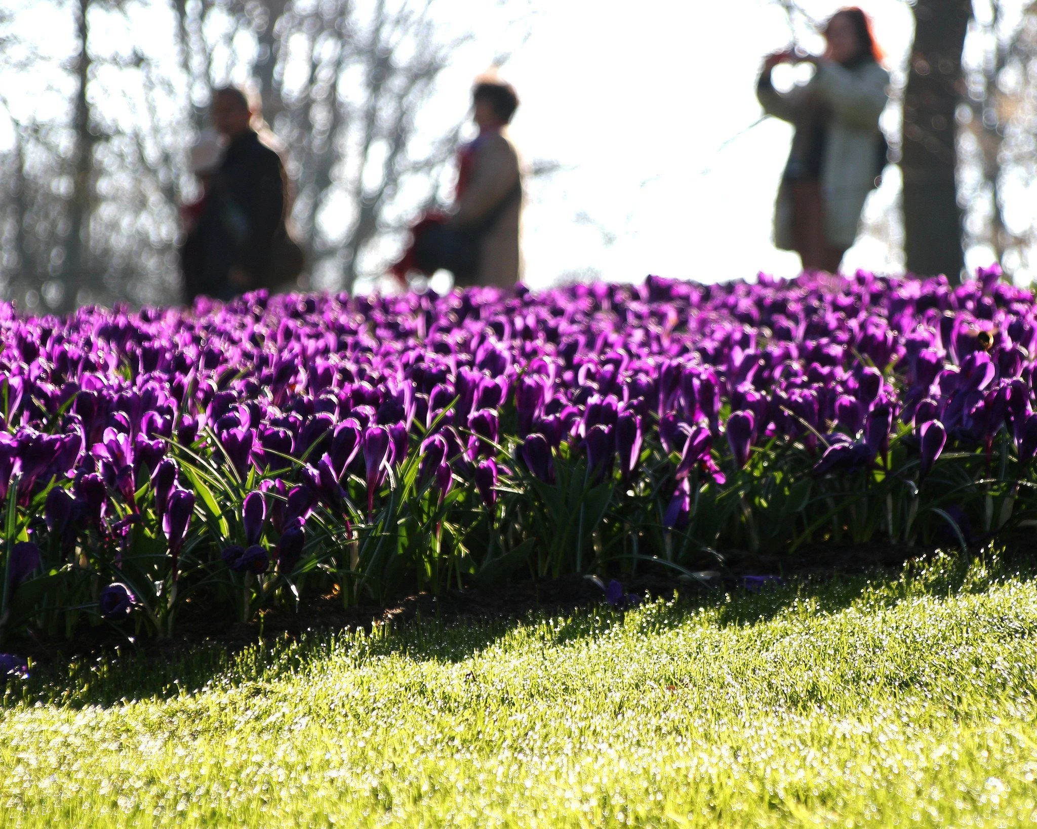 Crocus 'Flower Record' 12 Crocus 'Flower Record' - Image 10