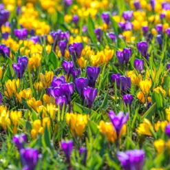 Crocus 'Flower Record' 15 Crocus 'Flower Record' -UK Garden Plants Shop crocus flower record 3