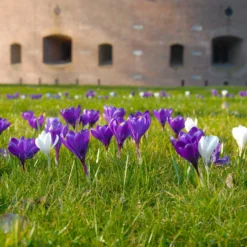 Crocus 'Flower Record' 19 Crocus 'Flower Record' -UK Garden Plants Shop crocus flower record 6