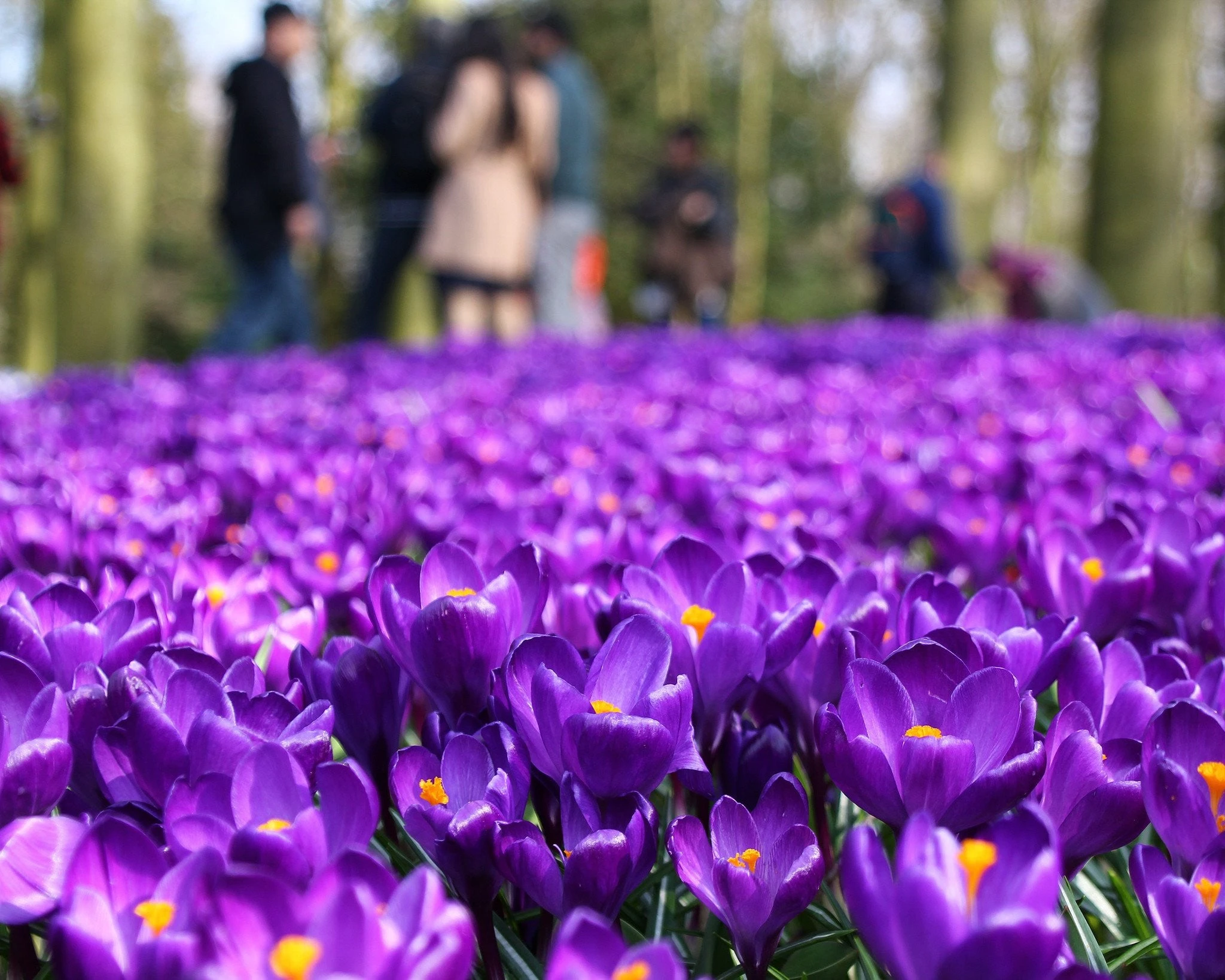 Crocus 'Flower Record' 4 Crocus 'Flower Record' - Image 2