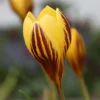Crocus 'Gipsy Girl' -UK Garden Plants Shop crocus gipsy girl 0 3a3f8422 1f1b 464d a2ca 604602fda764