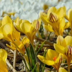 Crocus 'Gipsy Girl' -UK Garden Plants Shop crocus gipsy girl 3