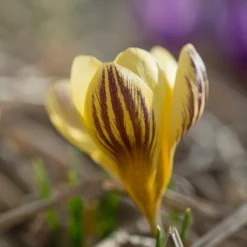 Crocus 'Gipsy Girl' -UK Garden Plants Shop crocus gipsy girl 4