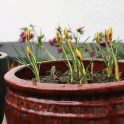 Crocus 'Gipsy Girl' -UK Garden Plants Shop crocus gipsy girl 5 scaled