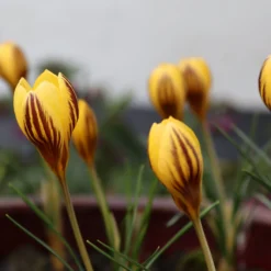 Crocus 'Gipsy Girl' -UK Garden Plants Shop crocus gipsy girl 6 scaled