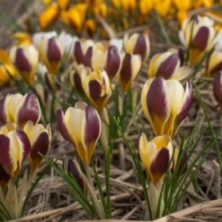 Crocus 'Herald' 16 Crocus 'Herald' -UK Garden Plants Shop crocus herald 1 scaled