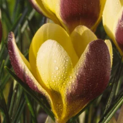Crocus 'Herald' 15 Crocus 'Herald' -UK Garden Plants Shop crocus herald 10 scaled