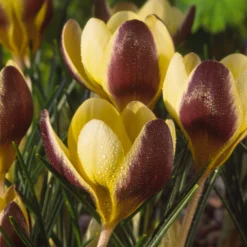 Crocus 'Herald' 17 Crocus 'Herald' -UK Garden Plants Shop crocus herald 11 scaled