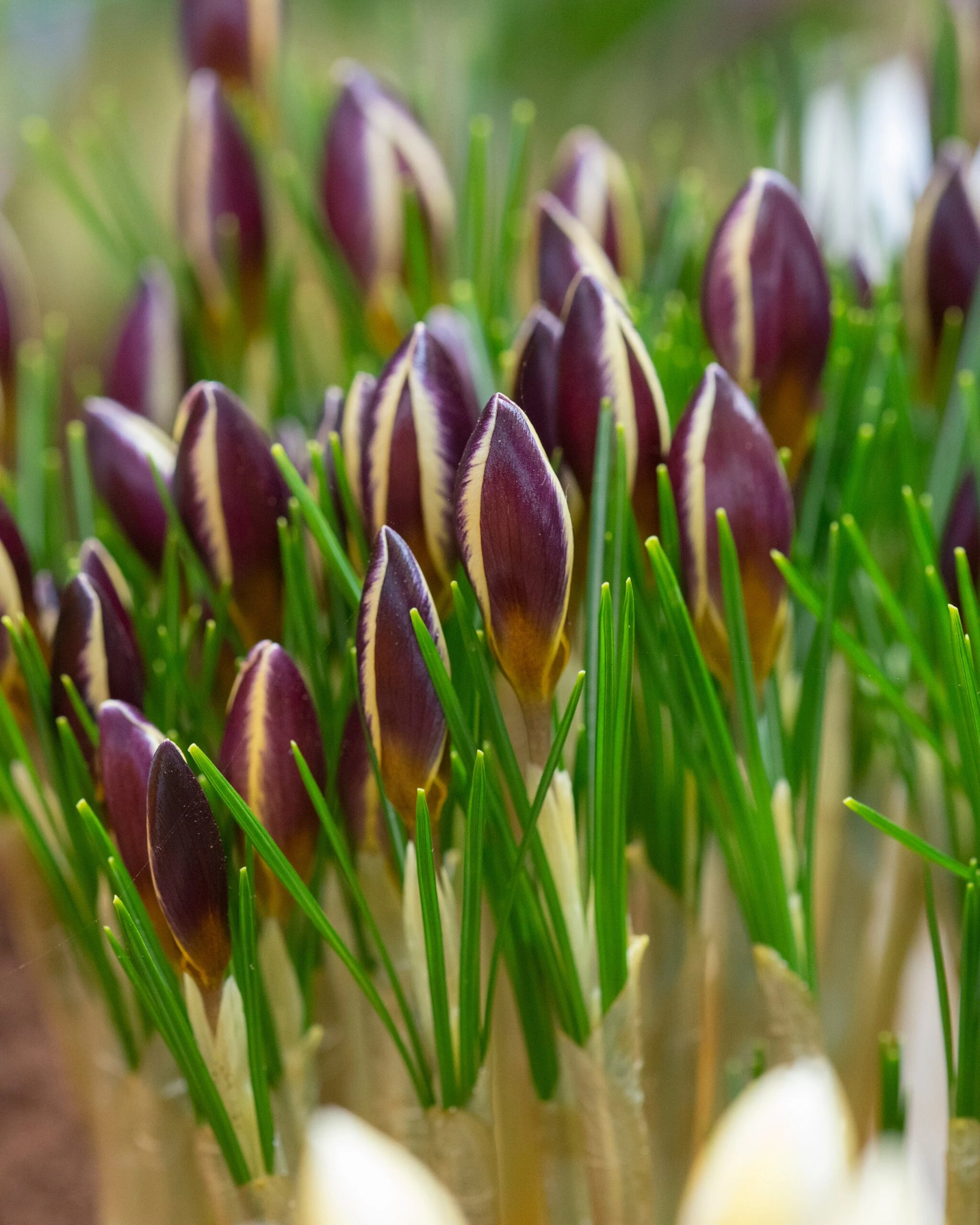 Crocus 'Herald' 4 Crocus 'Herald' - Image 2