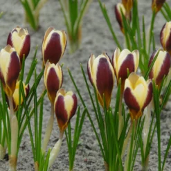 Crocus 'Herald' 18 Crocus 'Herald' -UK Garden Plants Shop crocus herald 3 scaled