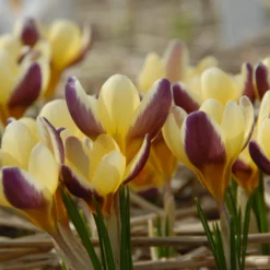 Crocus 'Herald' 19 Crocus 'Herald' -UK Garden Plants Shop crocus herald 4 scaled