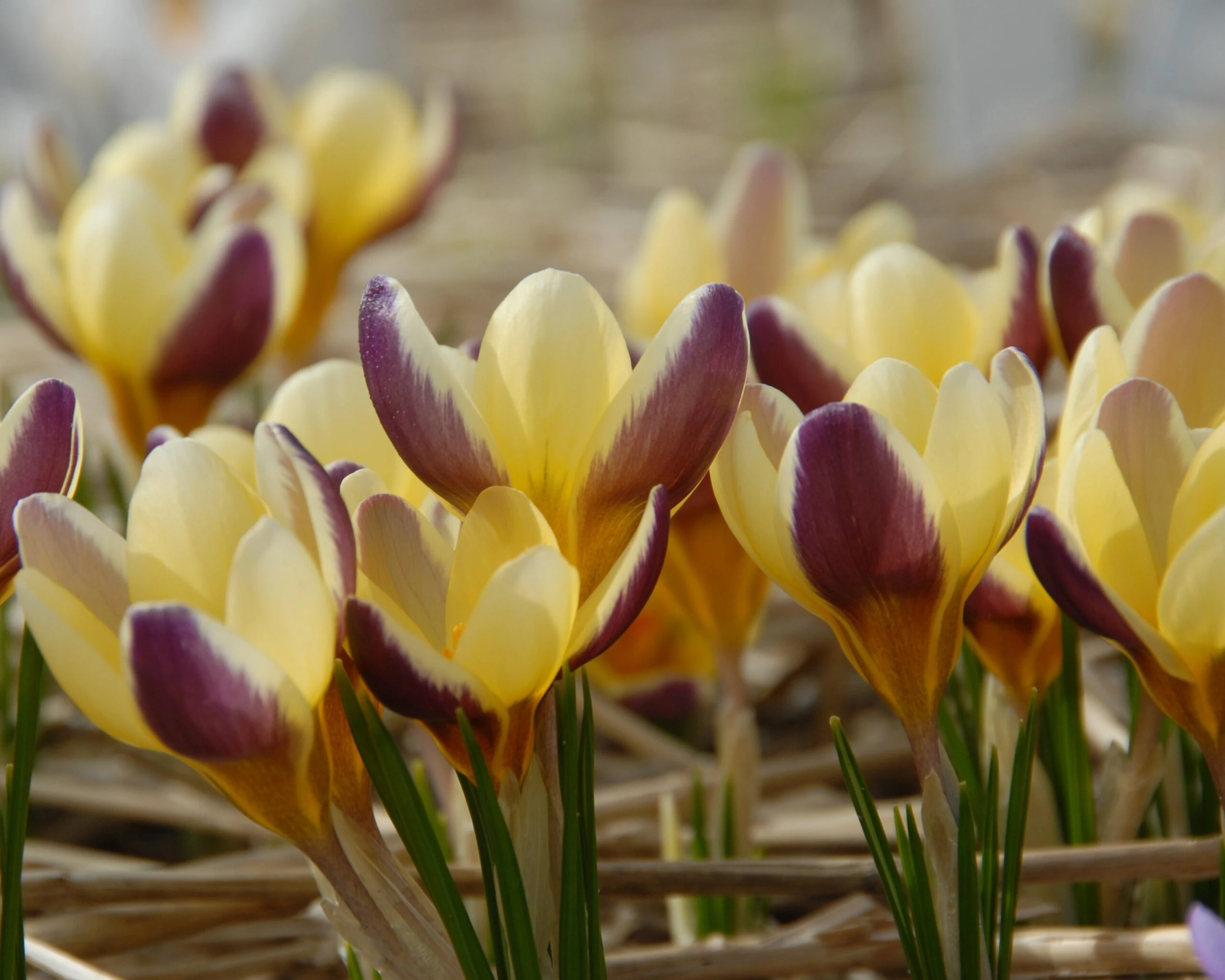 Crocus 'Herald' 9 Crocus 'Herald' - Image 7