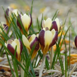 Crocus 'Herald' 21 Crocus 'Herald' -UK Garden Plants Shop crocus herald 6 scaled