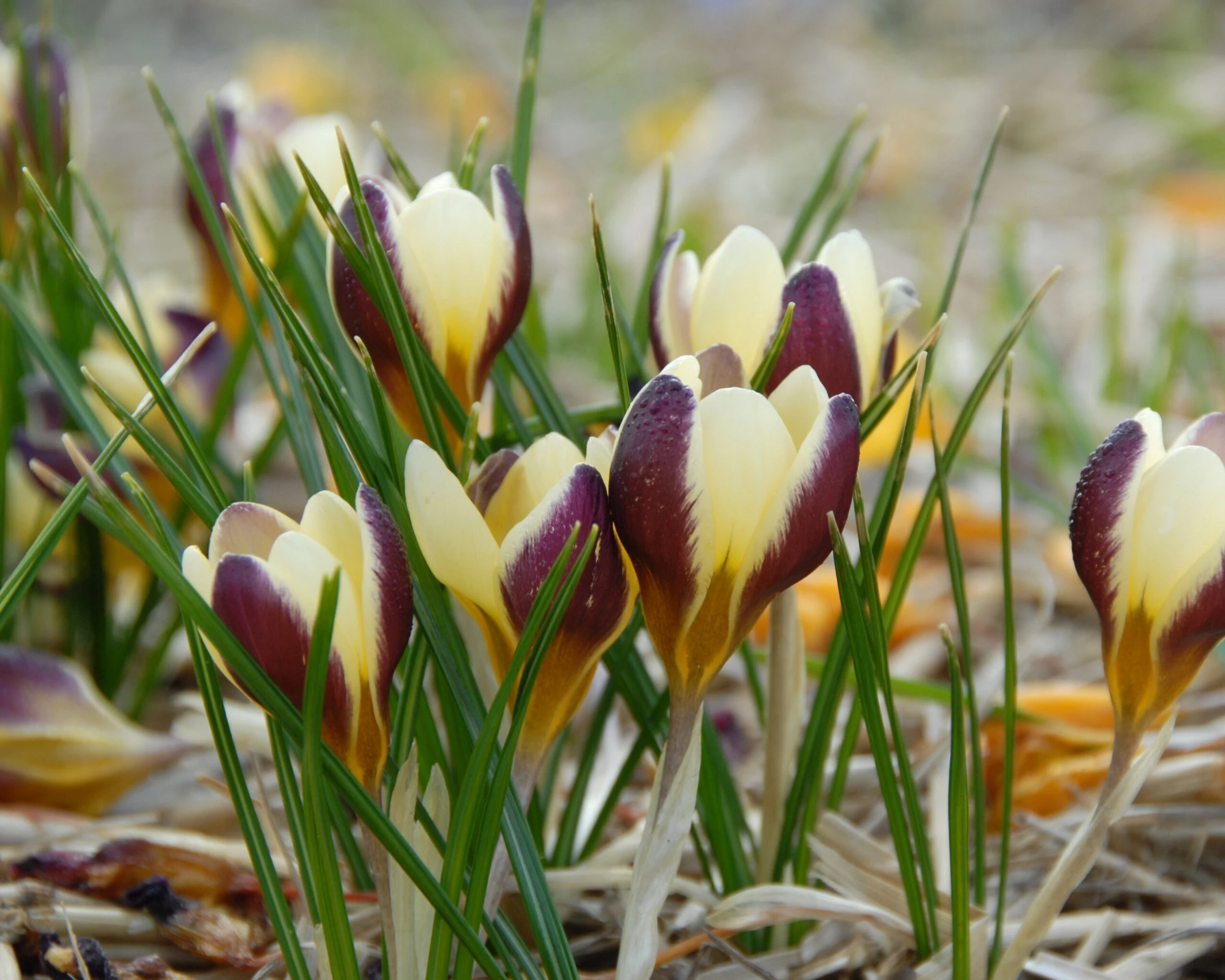 Crocus 'Herald' 11 Crocus 'Herald' - Image 9