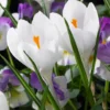 Crocus 'Jeanne D'Arc' -UK Garden Plants Shop crocus jeanne d arc 0