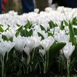 UK Garden Plants Shop -UK Garden Plants Shop crocus jeanne darc 11