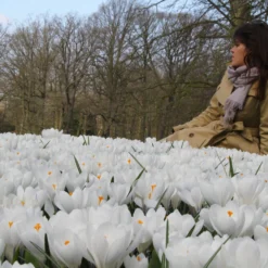 Crocus 'Jeanne D'Arc' -UK Garden Plants Shop crocus jeanne darc 13